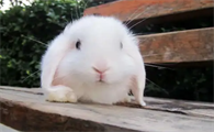 新手小白必知：荷兰兔饲养要点都有哪些？