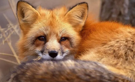 《疯狂动物城》的尼克原型原来是TA！红褐色赤狐你认识吗？