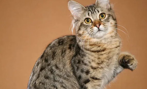美国短尾猫拉肚子怎么办？解决方法很简单！