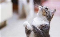 有必要给猫吃营养膏吗？营养膏是什么？