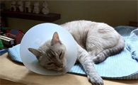 猫中暑可以吃头痛粉吗？铲屎官要了解下