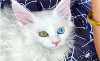 白色异瞳猫稀有吗？是的，很稀有