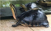 话说，安布闭壳龟可以和什么龟一起养?