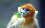 关于黔金丝猴的科普小知识，你知道多少？