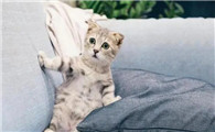 猫总是不老实地伸爪抓沙发，这是为何？为啥买了猫抓板猫也不用？