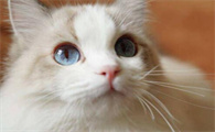 想知道猫咪口腔烂了怎么办？快来看看这篇文章！