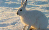 草兔和塔里木兔区别，你了解吗？