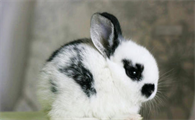多瓦夫兔介绍 多瓦夫兔资料
