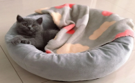 夏天猫窝需要凉席吗？猫窝多久清洗一次？