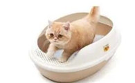 养猫必读——猫砂有毒？铲屎官怎么选择安全猫砂？