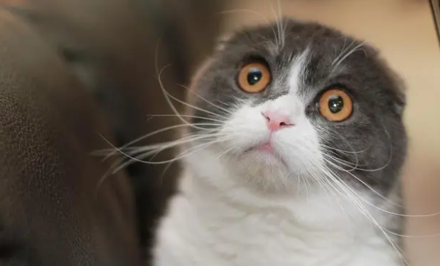 猫砂不能随便选，要通过这三方面考虑