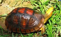 百色闭壳龟几年能繁殖？饲养者了解一下！