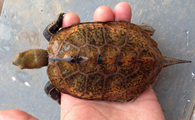 探索日本灵性宠物——日本石龟的饲养方法