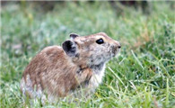 藏鼠兔是保护动物吗？在哪些地方有分布？