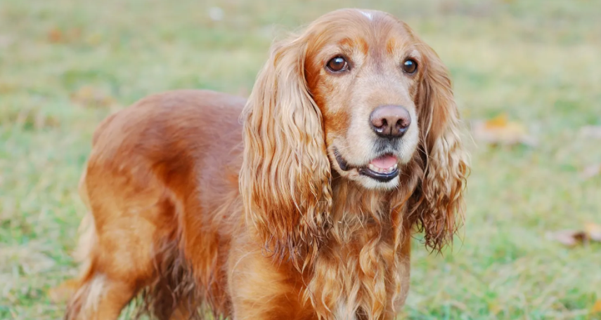 英国可卡犬有体味怎么办？不清楚的赶紧看看！