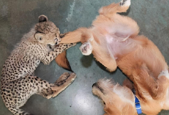 动物园派狗照顾猎豹？真的没有搞错？这反转太有意思