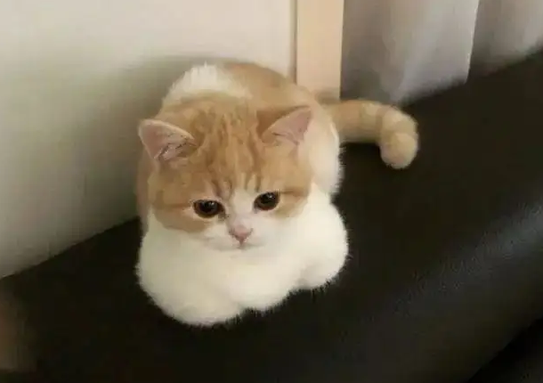 猫咪揣手手不止是卖萌，它的这些小心思你有读懂吗？