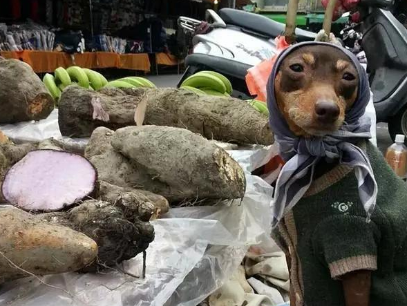 台湾一只狗狗帮主人摆摊卖粽子，竟然成了网红