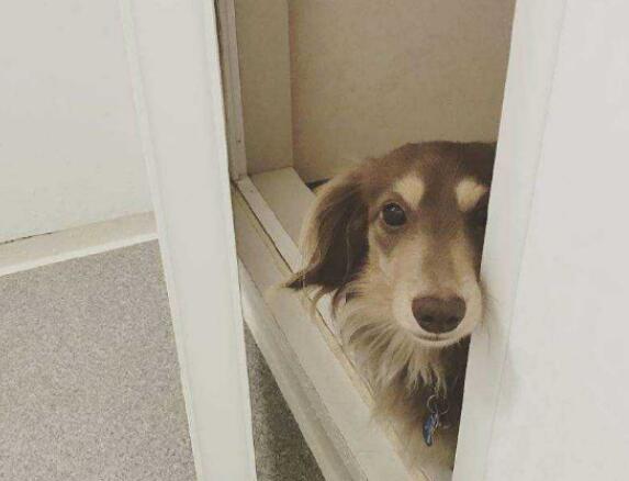 狗狗每天做这些事，只为保护主人