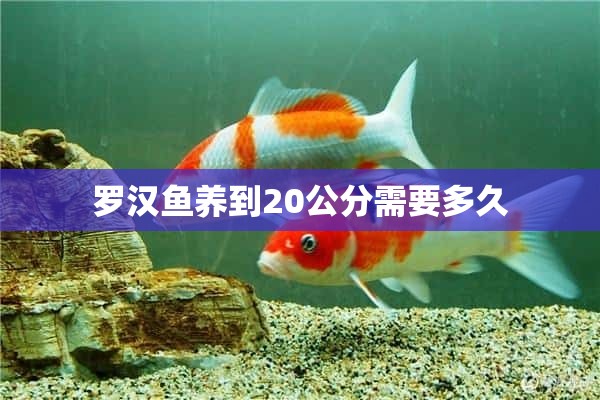 罗汉鱼养到20公分需要多久