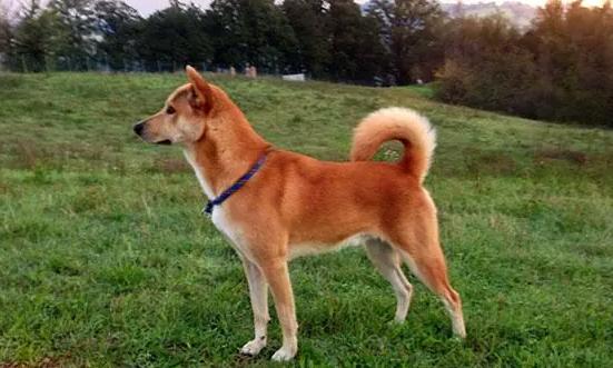 饲养卡南犬当宠物，先了解下它的优缺点吧！