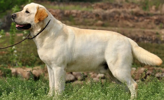 新手如何饲养拉布拉多寻回犬？不清楚的快来看看！