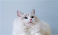 猫咪益生菌不能乱喂，建议收藏，多看几遍