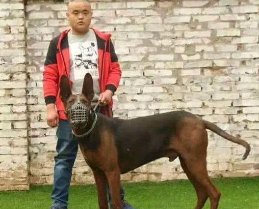 十年前，它被收编为军犬，如今却被人遗忘，历史留名“中国红龙”