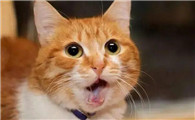 小猫打喷嚏流鼻涕怎么办？试试这个办法