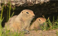 一篇关于永井岛北极地松鼠的介绍，快来看看吧！