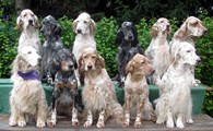 选对英国赛特犬，出门遛弯儿超拉风！