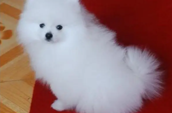博美犬几个月大尾巴才会开花？感兴趣的来了解一下！
