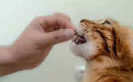 教你认识常见的几款猫咪零食！各有优劣