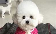 喂养比熊犬，这些注意事项一定要好好掌握
