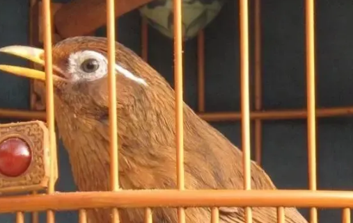 画眉饲料及活虫的简单介绍说明