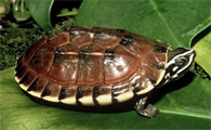 食螺龟是蛋龟吗？它是什么龟？