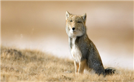 关于藏狐的信息，你了解多少？