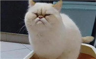 垃圾分类小知识：猫屎属于垃圾分类的哪一种？