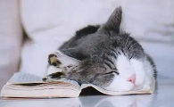 给猫咪买了一个猫窝，它却毫无兴趣，这是为什么啊？
