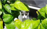 猫草和猫薄荷有什么区别？