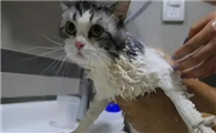 猫需要洗澡吗，宠物猫适合的洗澡频率
