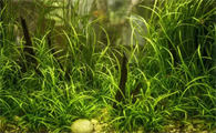 水草缸该如何进行科学有效地施肥？