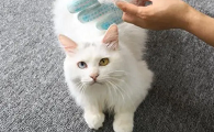 猫咪吐毛球怎么办：优质化毛膏品牌都在这儿了