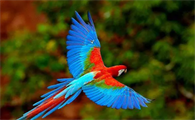 饲养小知识：红绿金刚鹦鹉是国家保护动物吗？