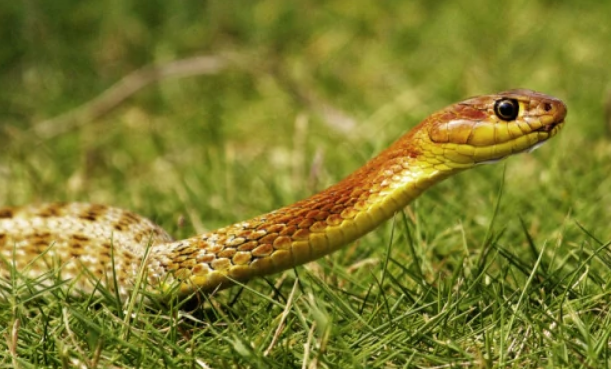关于草花蛇的传说是真是假？且看本文分析