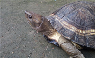 野生保护动物齿缘摄龟的科普文章来了！