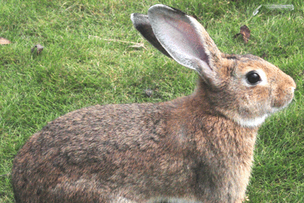 比利时兔和青紫蓝兔区别，想养的了解一下吧