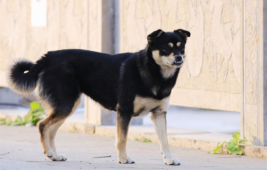 罗威纳犬和杜宾的区别是什么？本文给您讲透了！