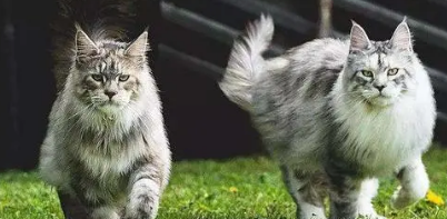 缅因猫和长毛狸花猫傻傻分不清？我来教会你方法！