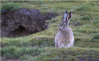 青藏高原上的神奇动物——高原兔，你见过吗？